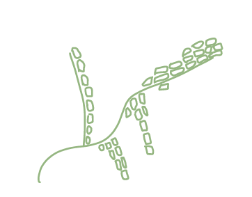 Illustration of Geotrichum candidum