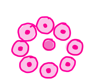 Illustration of Staphylococcus xylosus